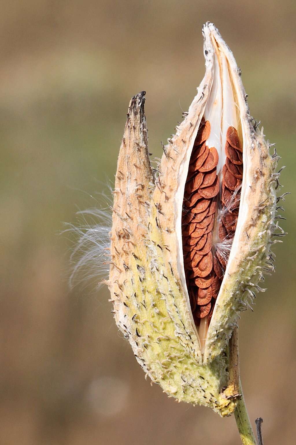 Image of common milkweed