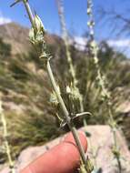 Image de Penstemon superbus A. Nels.