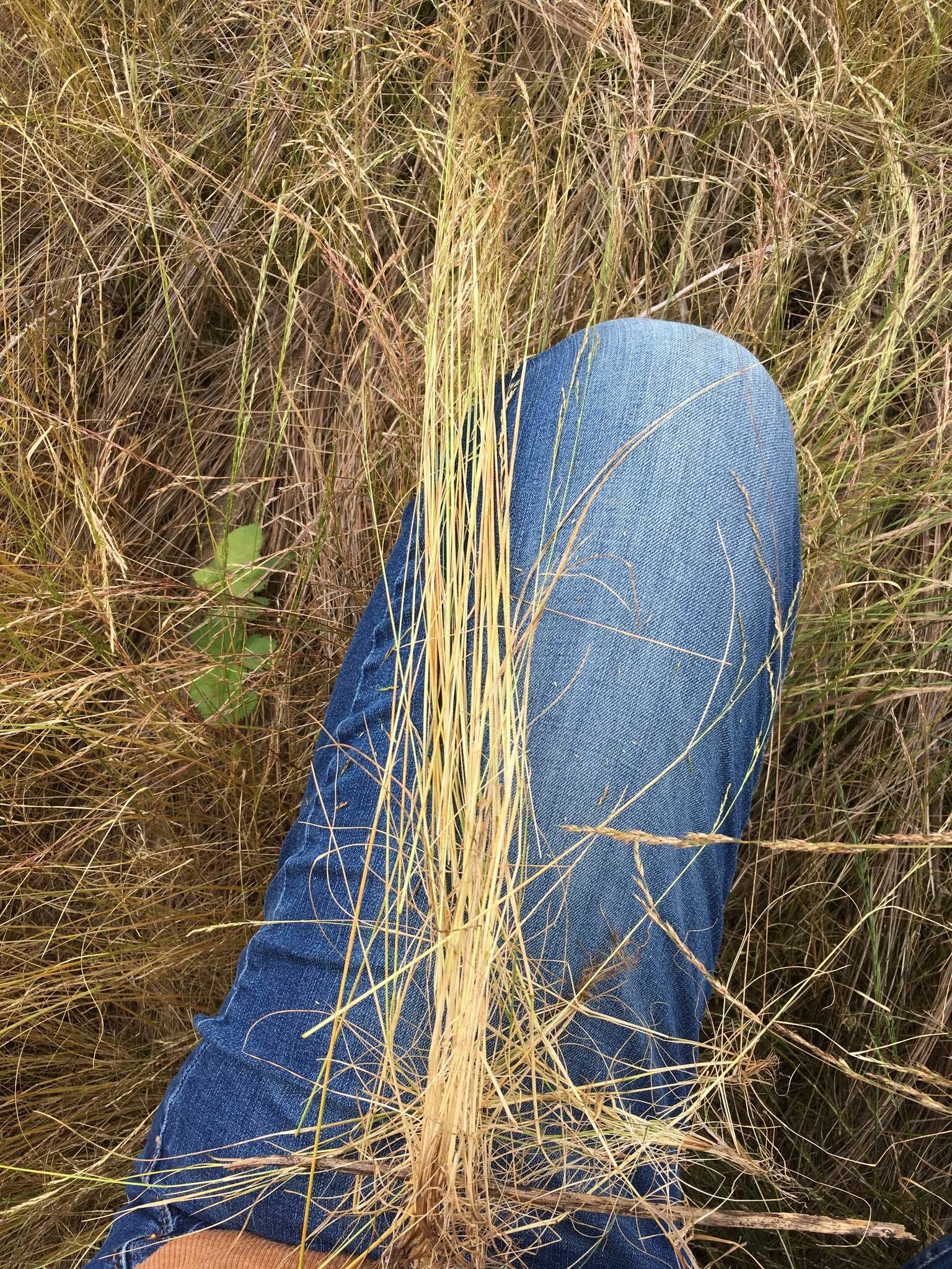 Deschampsia elongata (Hook.) Munro的圖片