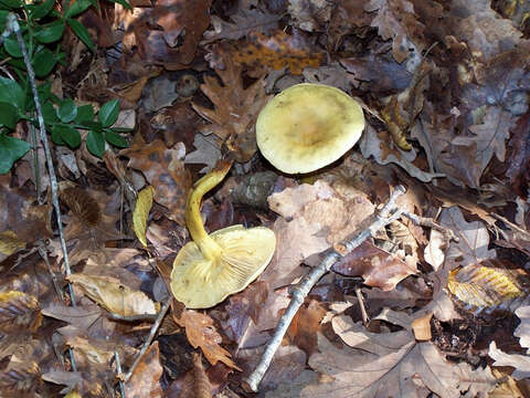 Imagem de Tricholoma sulphureum (Bull.) P. Kumm. 1871