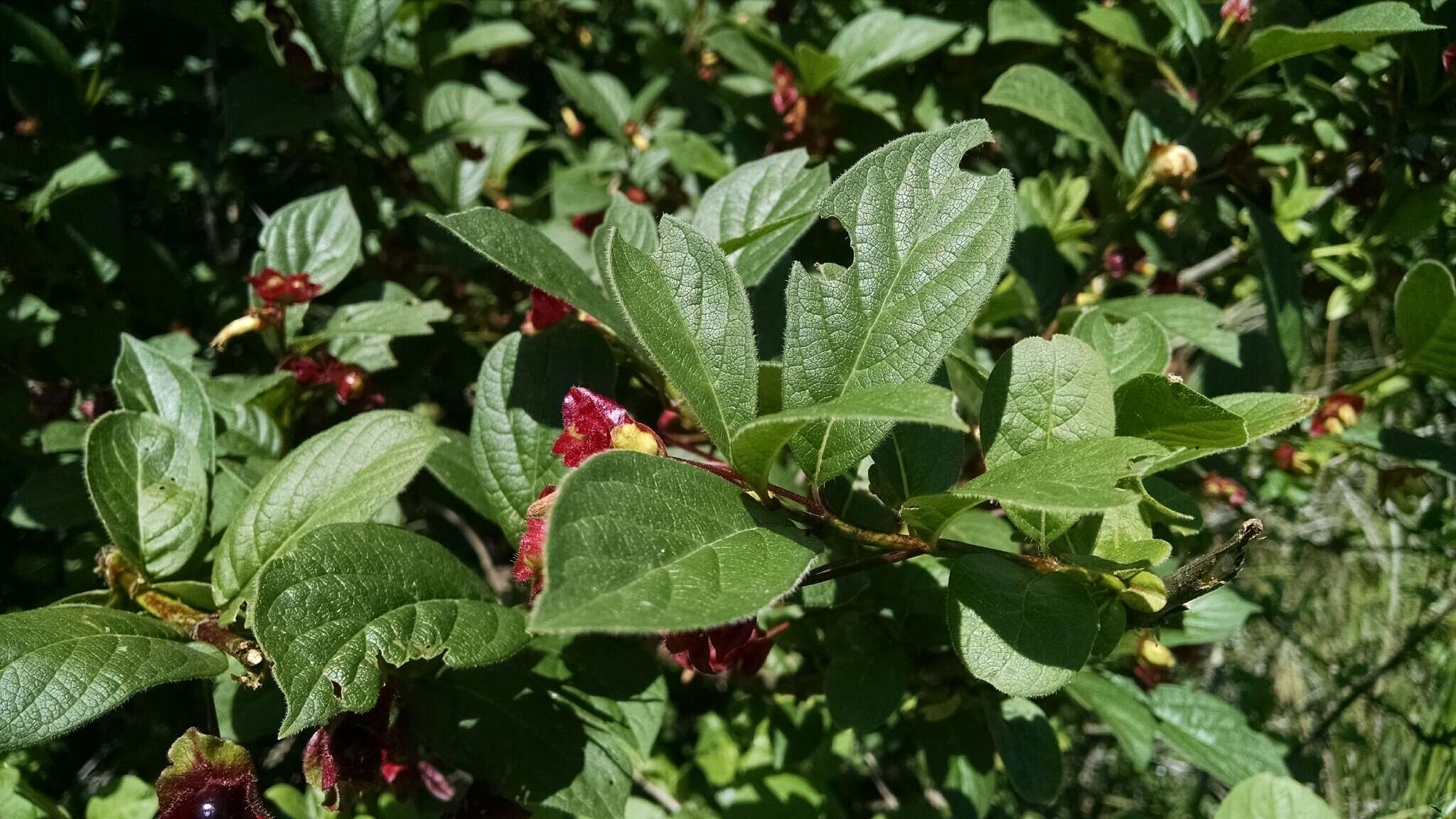 Imagem de Lonicera involucrata (Richards.) Banks ex Spreng.