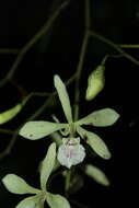 Plancia ëd Encyclia profusa (Rolfe) Dressler & G. E. Pollard