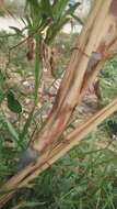 Image of sugarcane