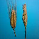 Image of Triticum turgidum subsp. polonicum (L.) Thell.