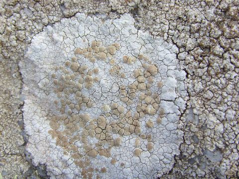 Image of White rim-lichen; Rim Lichen