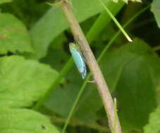 صورة Cicadella viridis (Linnaeus 1758)