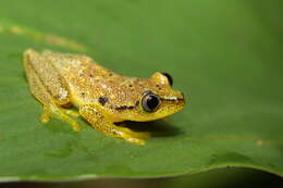 Image of Betsileo Reed Frog