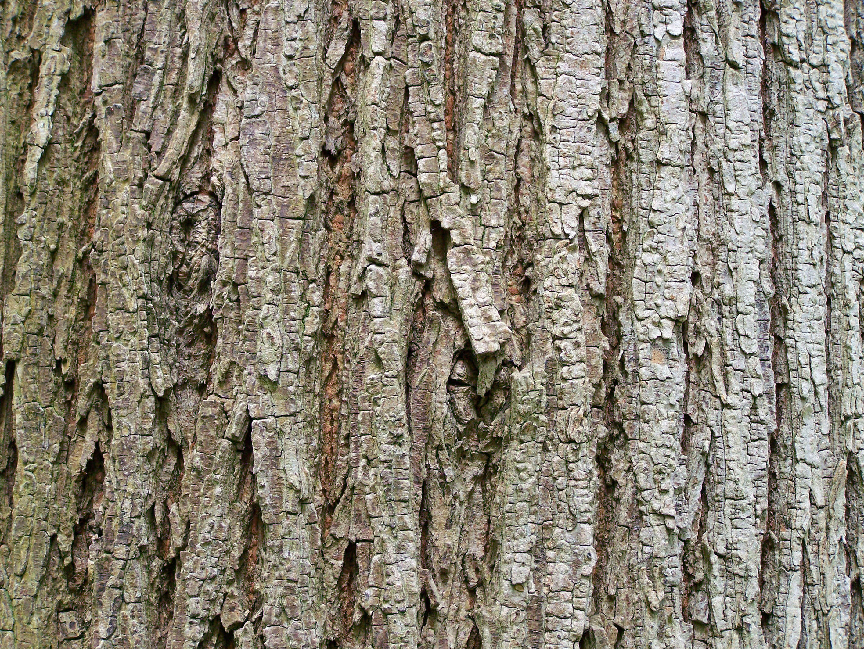 Image of Wych elm