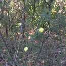 Image de Acacia ulicifolia (Salisb.) Court