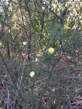 صورة Acacia ulicifolia (Salisb.) Court