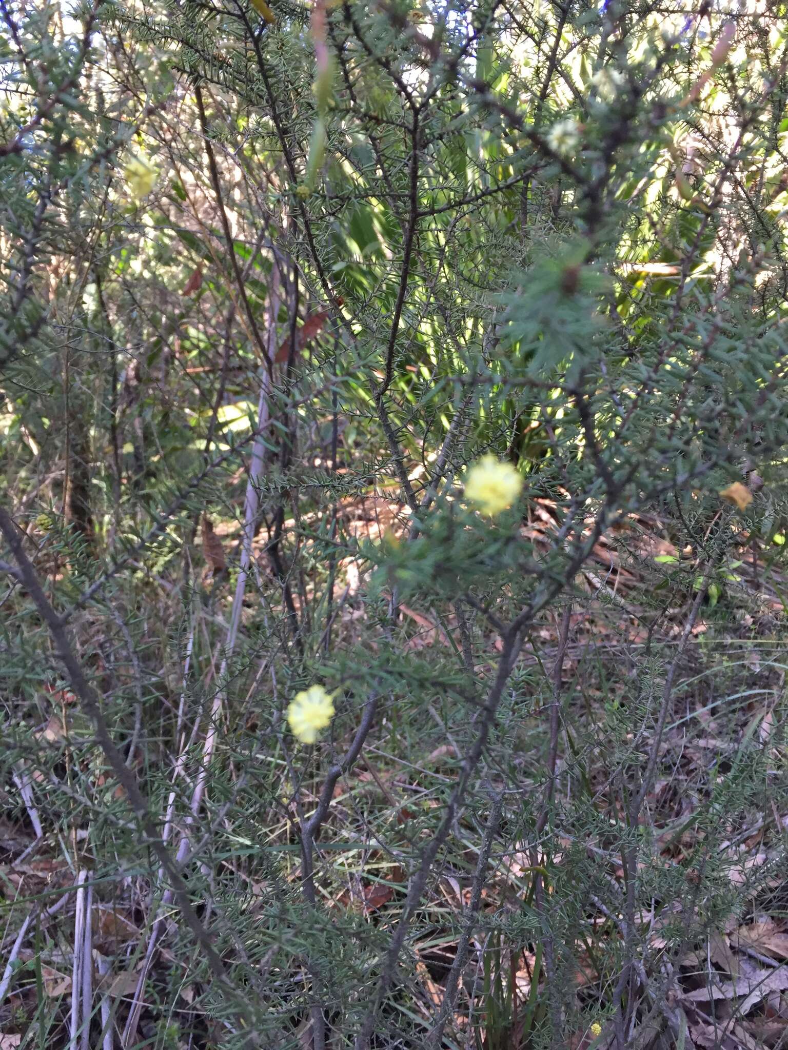 Image of juniper wattle