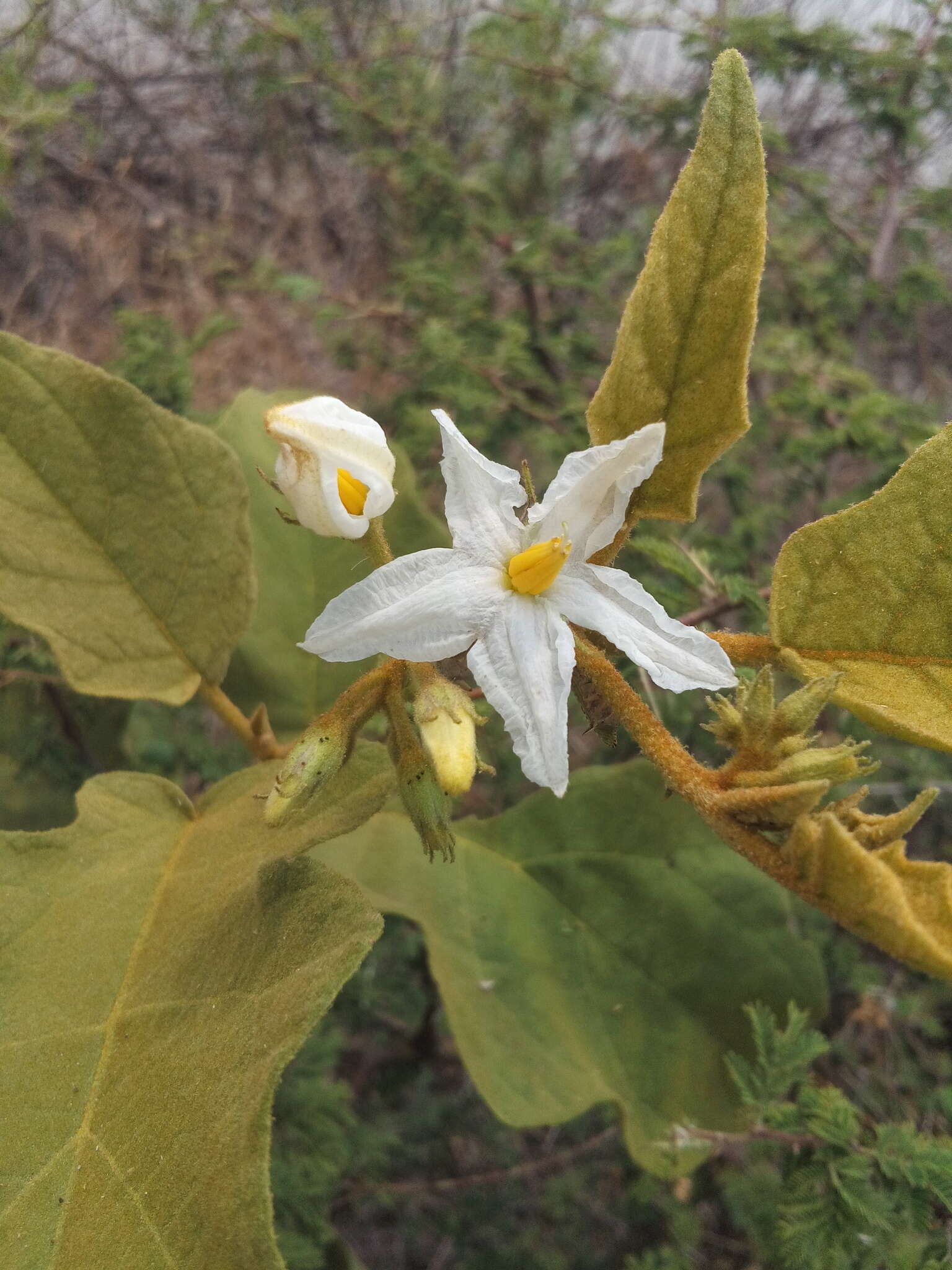 Image of Solanum ferrugineum Jacq.