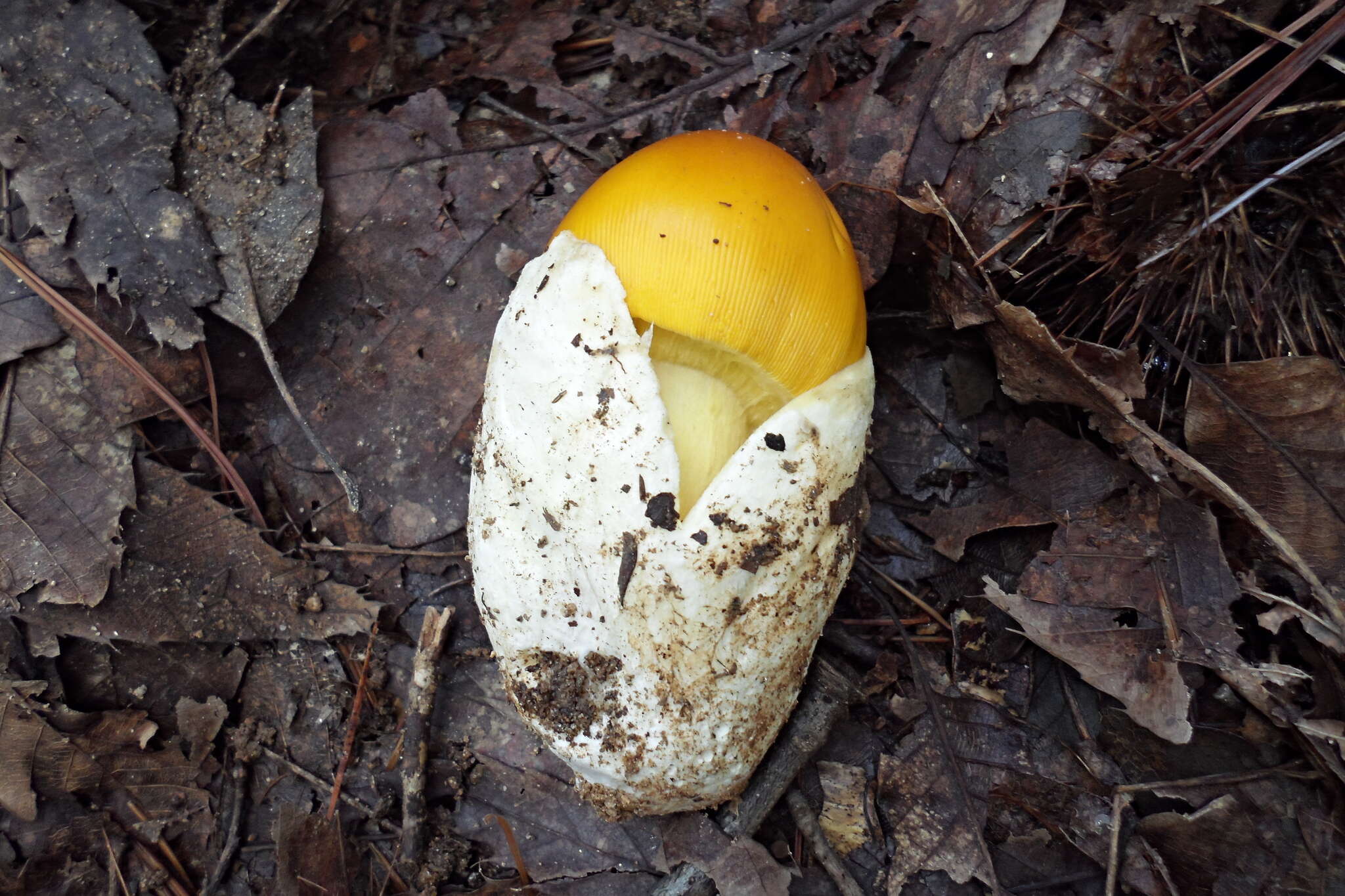 Image of Amanita hemibapha (Berk. & Broome) Sacc. 1887