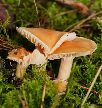 Image of Hygrocybe austropratensis A. M. Young 1999