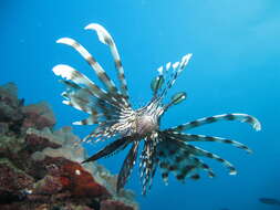 Image of Red lionfish