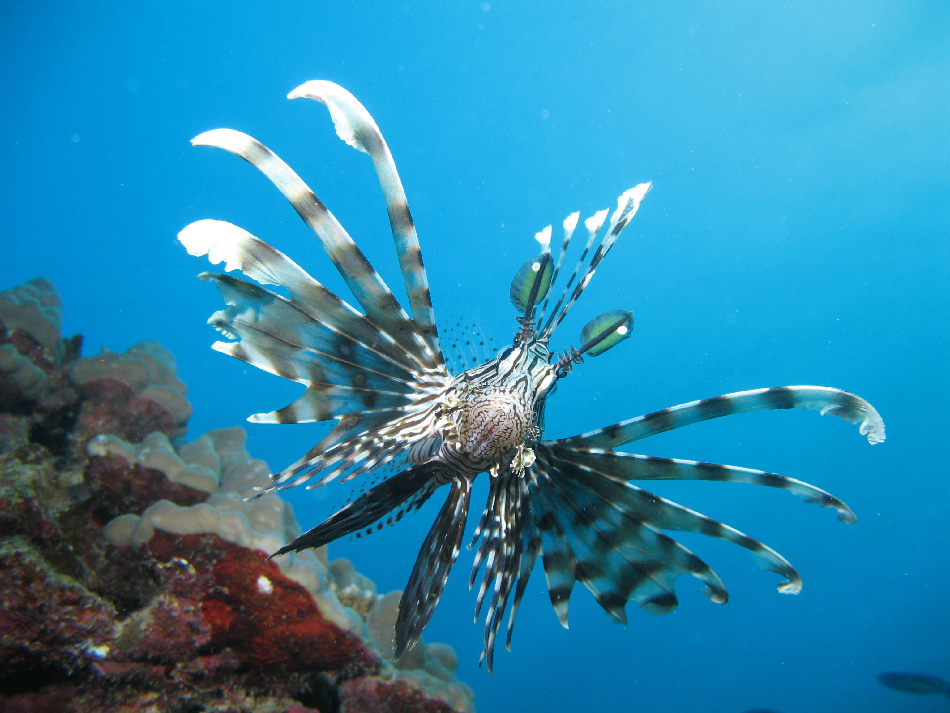 Image of Red lionfish