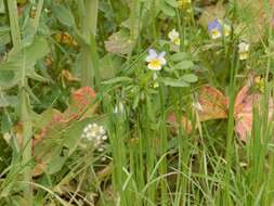 Слика од Viola arvensis Murray