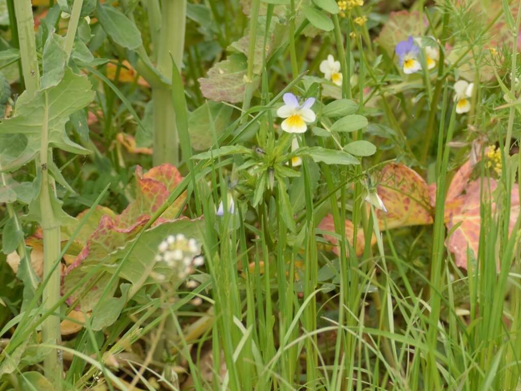 Слика од Viola arvensis Murray