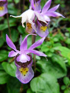 Image of calypso orchid