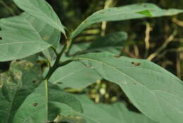 Image of Phoebe formosana (Hayata) Hayata