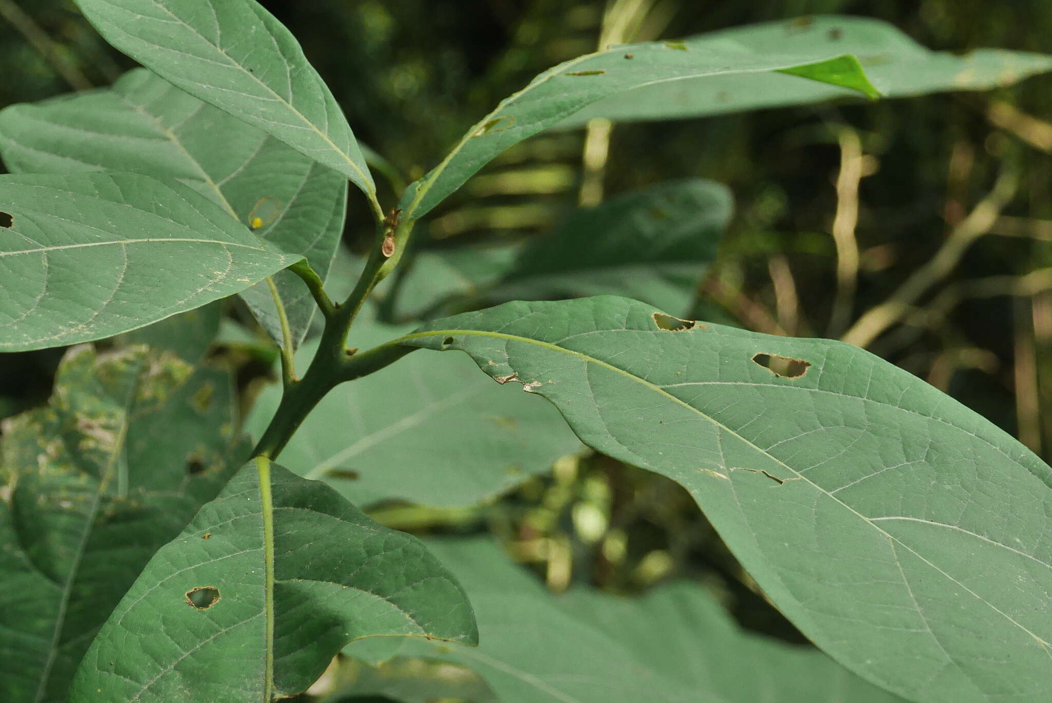 Image of Phoebe formosana (Hayata) Hayata