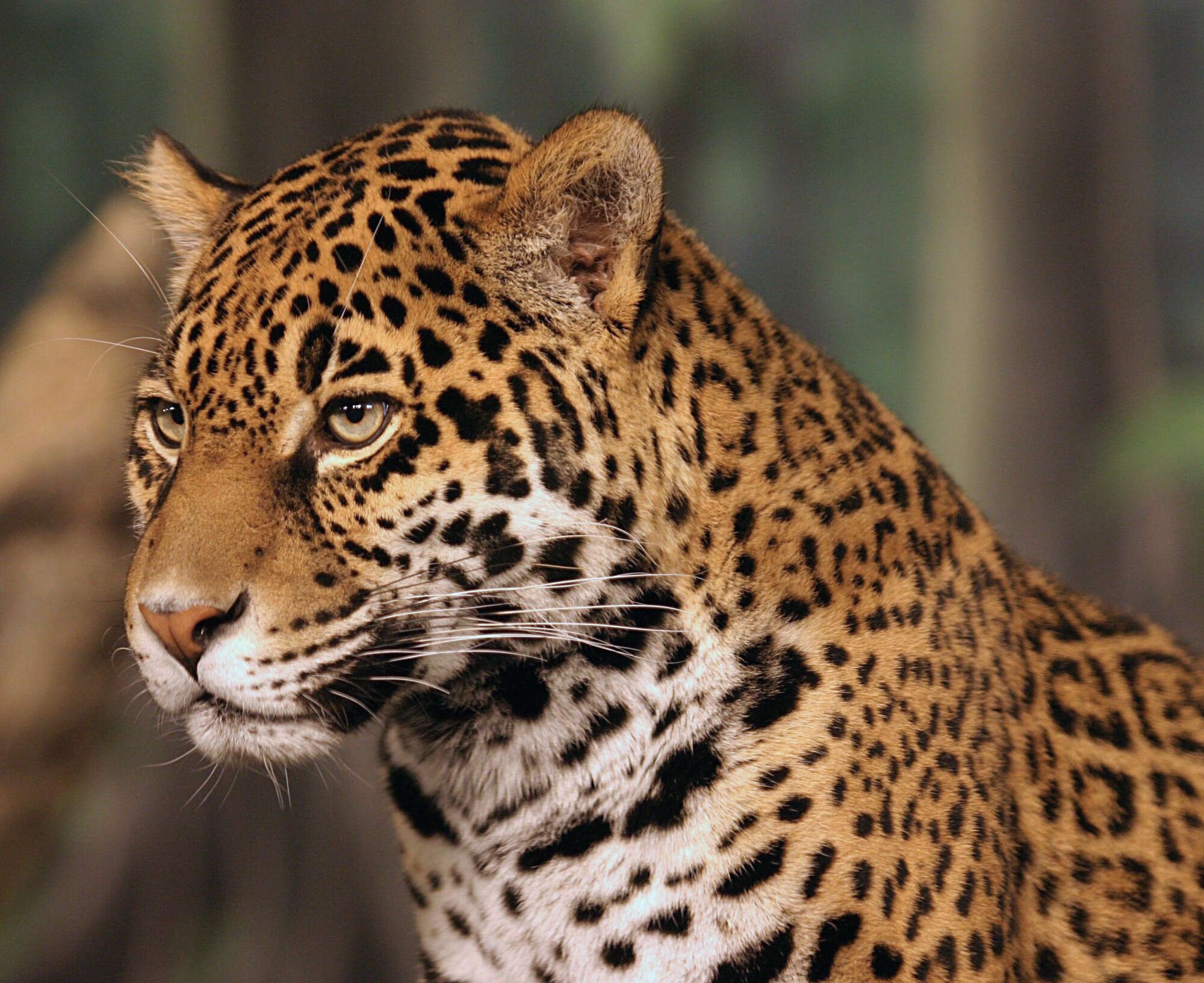 Image of Jaguar