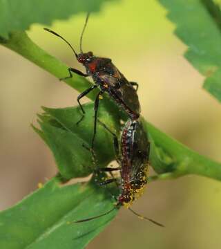 Liorhyssus rubicundus (Signoret 1859) resmi