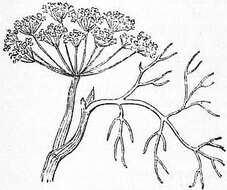 Image of dill