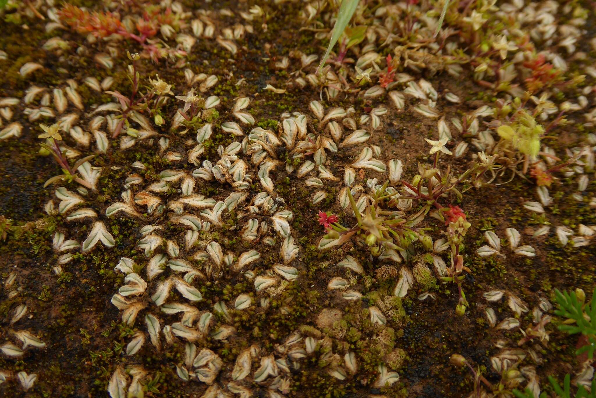 Image of Riccia lamellosa Raddi