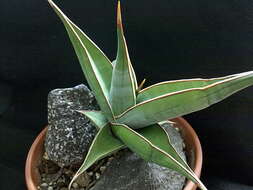 Image of Sansevieria pinguicula P. R. O. Bally