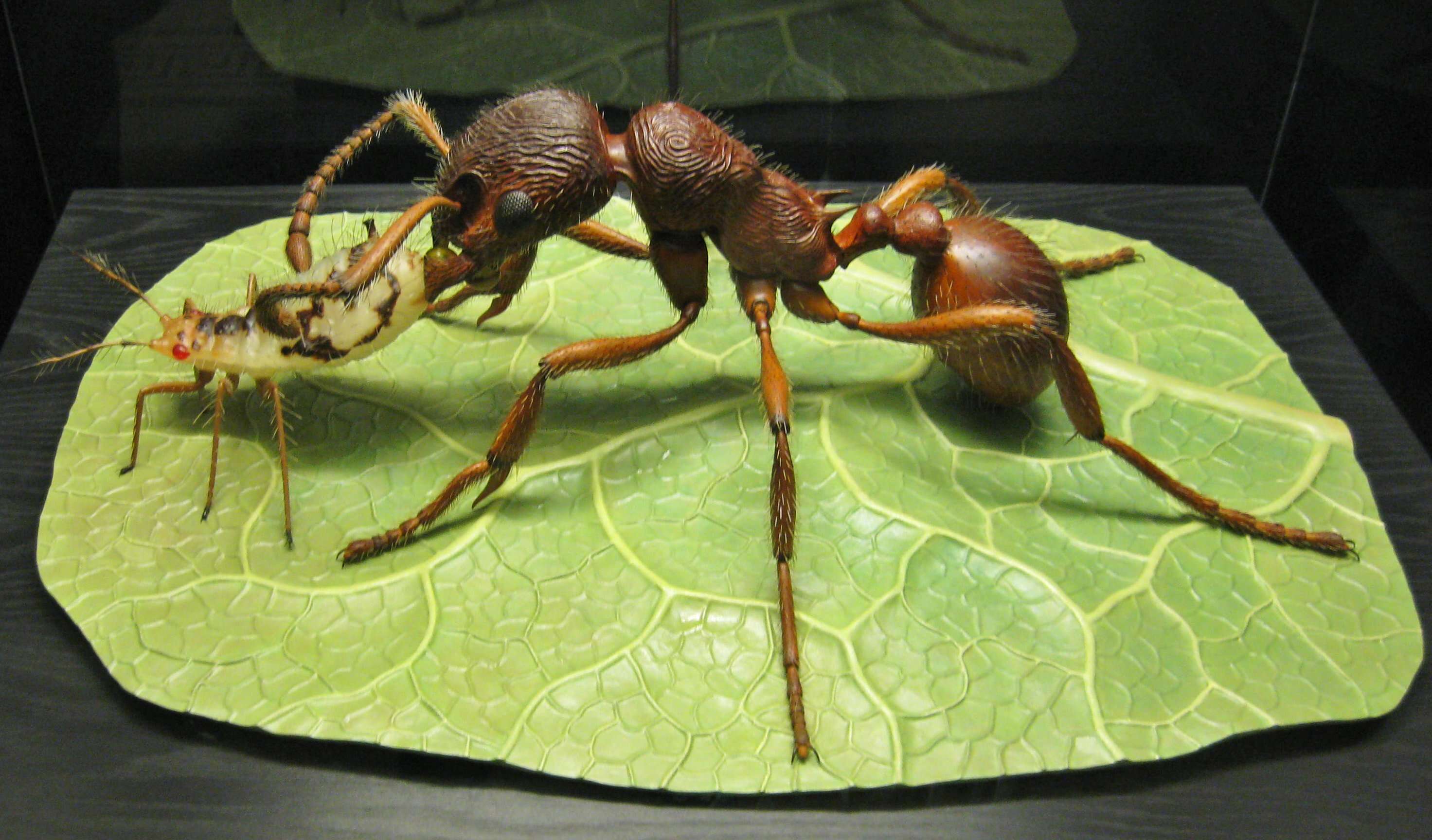 Image of European fire ant