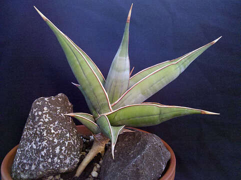 Image of Sansevieria pinguicula P. R. O. Bally