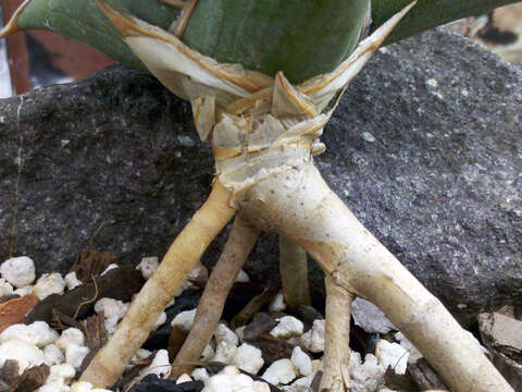 Image of Sansevieria pinguicula P. R. O. Bally