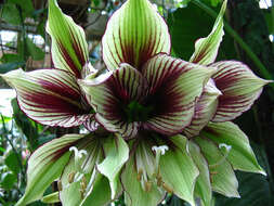 Imagem de Hippeastrum papilio (Ravenna) Van Scheepen