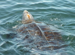 Image of leatherback sea turtle