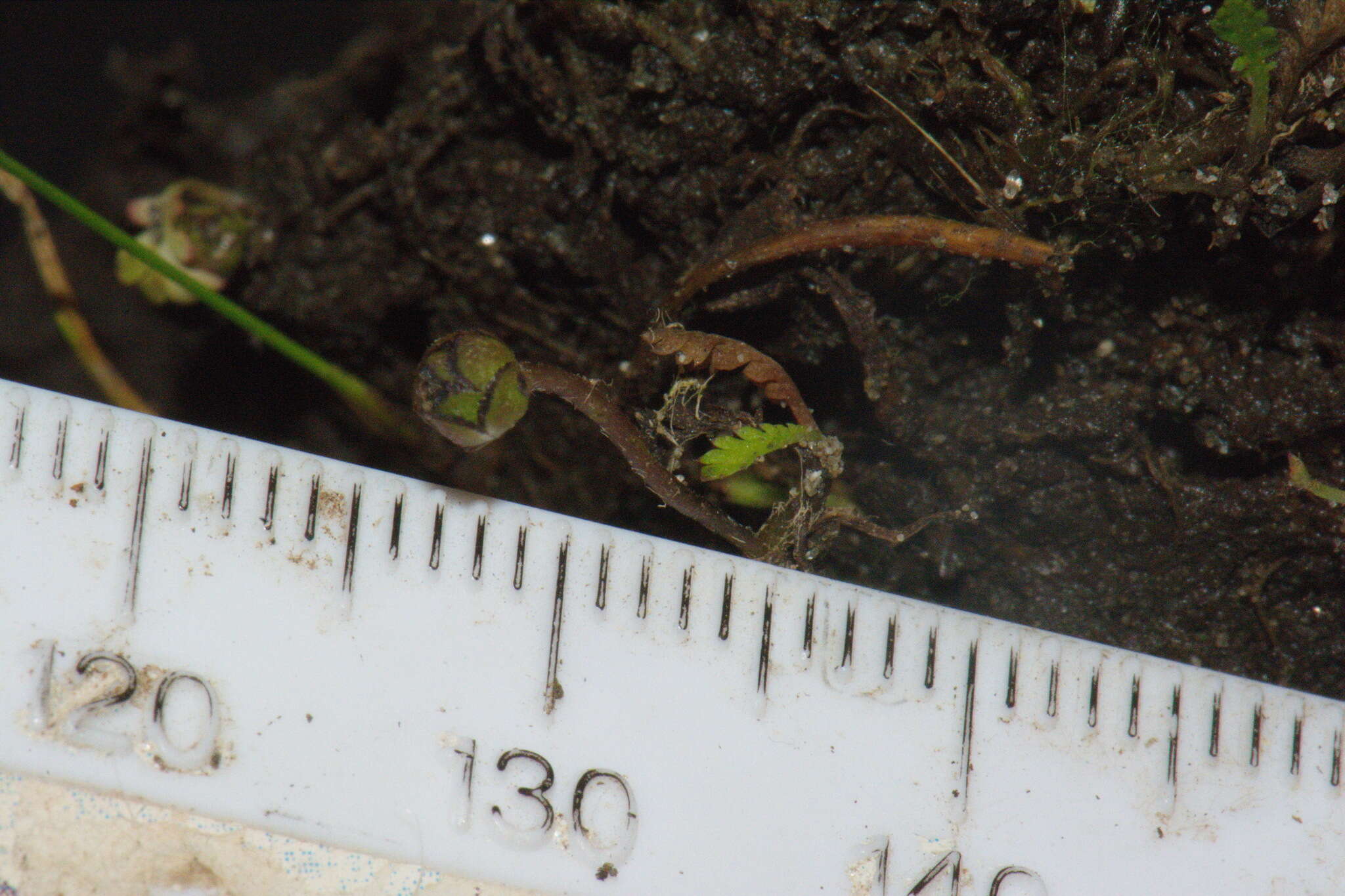 Image of Leptinella dispersa subsp. rupestris (D. Lloyd) D. G. Lloyd & C. J. Webb