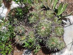 Image of Stenocactus obvallatus (DC.) A. Berger