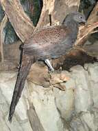 Image of Mountain Peacock-Pheasant