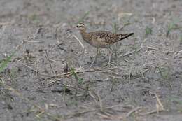 Image of Little Curlew