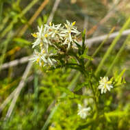 Imagem de Symphionema montanum R. Br.