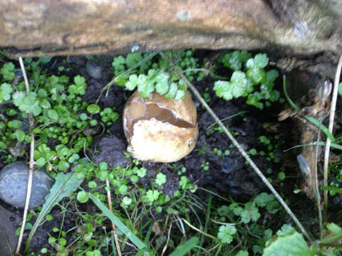 Image of basket fungi