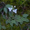 Image of Ponthieva mandonii Rchb. fil.