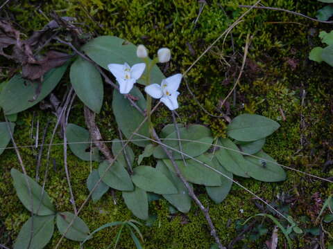 Image of Ponthieva mandonii Rchb. fil.