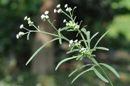 Image of Santa Maria feverfew