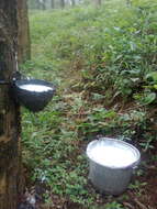 Image of Para rubber tree