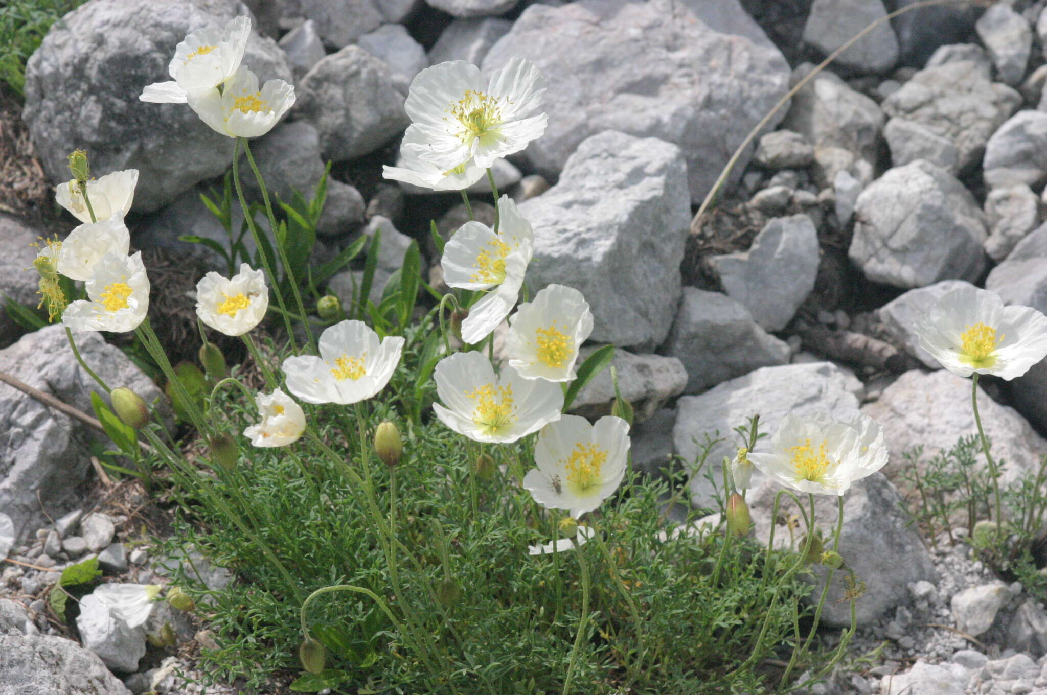 Imagem de Papaver alpinum L.