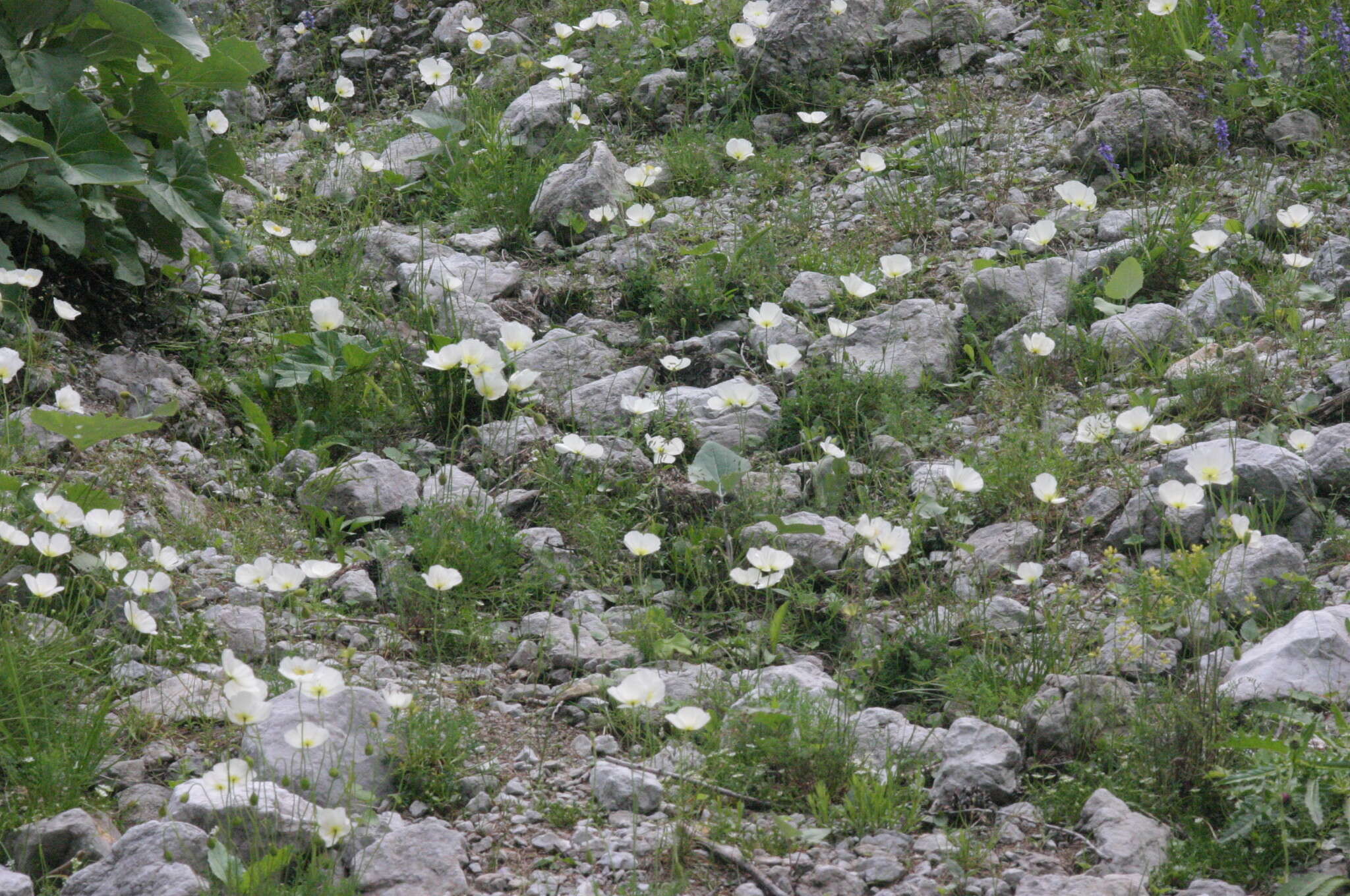 Imagem de Papaver alpinum L.