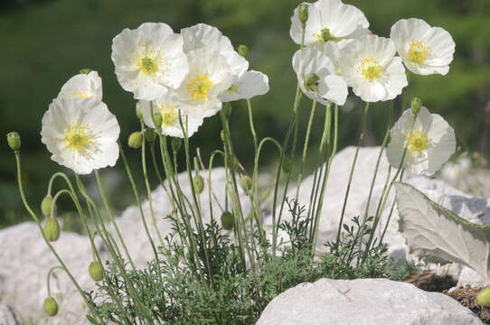 Imagem de Papaver alpinum L.