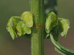 Image of Rumex pulcher subsp. woodsii (De Not.) Arcangeli