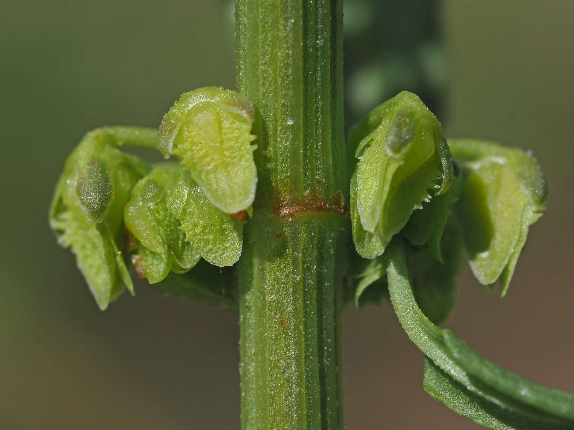 Image of Rumex pulcher subsp. woodsii (De Not.) Arcangeli